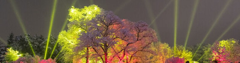 Electric Illumination: световое шоу в честь юбилея чикагского дендрария