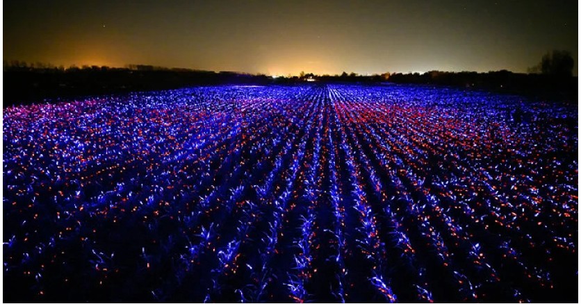 Световая инсталяция для роста растений