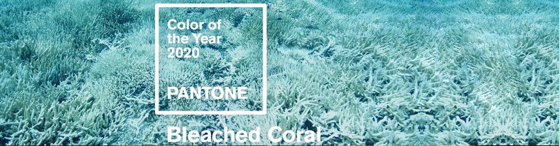 Цветом 2020 года станет оттенок мертвых кораллов?