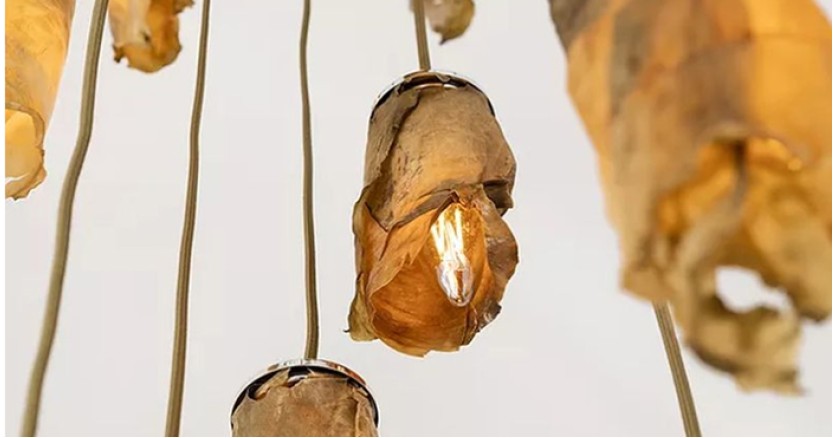 Коллекция Algae Lamps: подвесы с фотосинтезом Коллекция Algae Lamps: подвесы с фотосинтезом