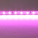 Лента цветного свечения 24V, розовый Lightstar 420512